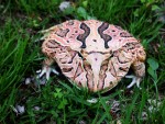 JAWS THE ARGENTINE HORNED TOAD JAWS THE ARGENTINE HORNED TOAD