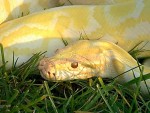 SHAKESPEAR THE ALBINO BURMESE PYTHON SHAKESPEAR THE ALBINO BURMESE PYTHON