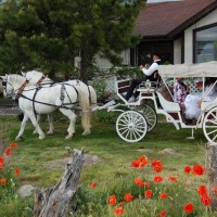 Spruce Hill Carriages - Limo Services Company in Colorado Springs, Colorado