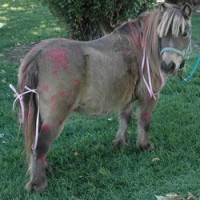 STAR ponies for parties - Pony Party in Campbell, California