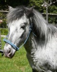 Friendly Flicka