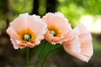 The Crimson Poppy - Event Services in Derby, Kansas