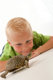 The Turtle Show