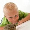 The Turtle Show