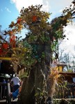 Treeman 3