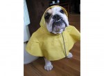 Rainy day