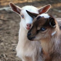 Two By Two Ranch & Petting Zoo - Unique & Specialty in Chico, California