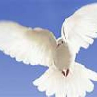 Whitewings of Gulfwinds - Event Services in Pensacola, Florida