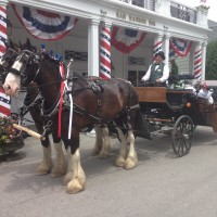 Wild Iris Farm Carriage Rides - Horse Drawn Carriage in Portland, Maine