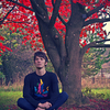 Eleven_tigers_11twestonbirt