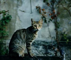 Alpha_cat_download