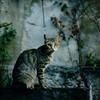 Alpha_cat_download