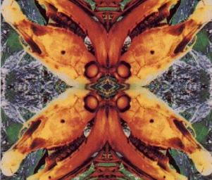 Acid_horse_acidhorse