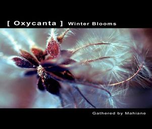 Subgardens_oxycanta_winter_blooms