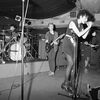 Bush_tetras_tetras1
