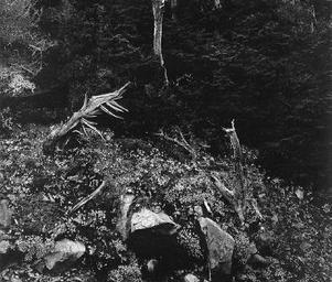 Monks_of_the_balhill_weston_point_lobos