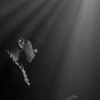 Arabian_prince_n49175352818_1409929_9463