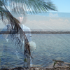 Blue_hawaii_l_b963c0baf2d0402198ce561b340f
