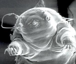 Loniraunote_tardigrade8