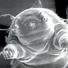 Loniraunote_tardigrade8