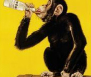 Drunken_monkey_drunkenmonkey