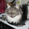 Gatto_fritto_gattofritto