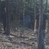 Hood_woods
