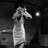 Momus