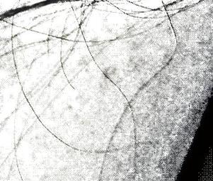 Parametric_l_adad30e9a0e44ad48eeaa2889b2e