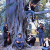 Penguin_cafe_orchestra_penguin_cafe