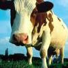 Resinate_cow