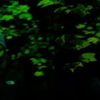 The_white_lodge_wegreen