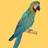 Realmacaw_thumb_small