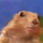 Dramaticchipmunk