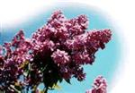 Lilac Services for the Blind
Provide services, training & adaptive aids to the blind and visually impaired in 14 counties in the Inland Northwest