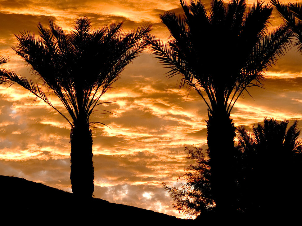 Golden-sky-palms