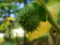 Datura-pod2_medium