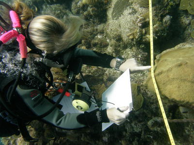 Marine Biology Caribbean