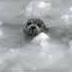 Selkie