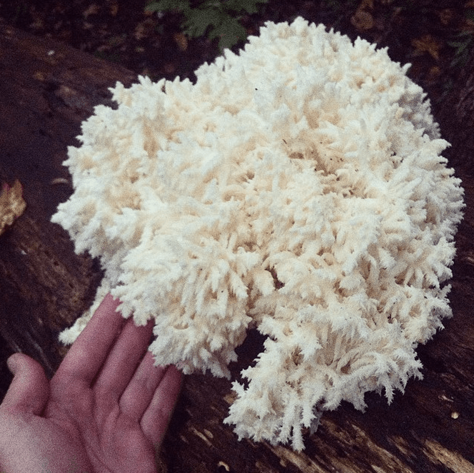 We inoculated a fallen poplar tree in our forest with a Coral Tooth Fungus we found on another foraging adventure. Coral Tooth Fungus is a potent medicinal mushroom that scientists think may hold the cure for alzheimer's disease and a number of other mental illnesses. It also happens to taste like lobster.