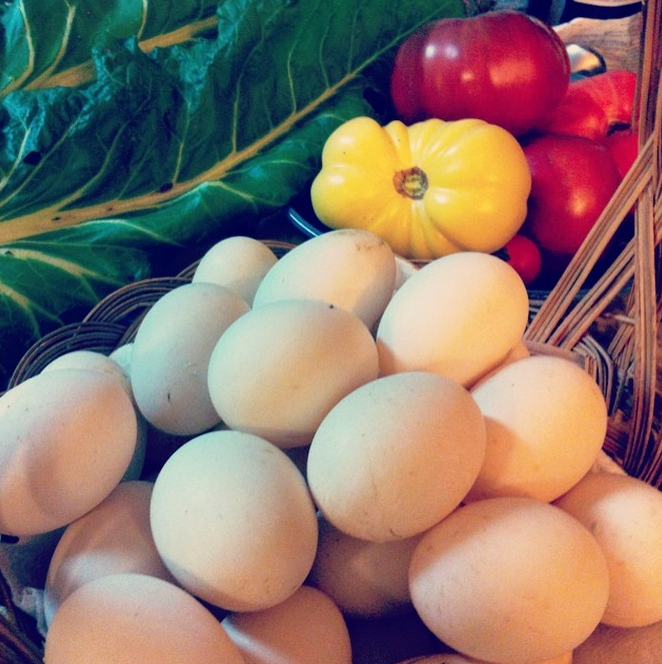 We also raise Welsh Harlequins, a heritage breed duck, that can outperform chickens on egg production. Eggs are our staple protein.
