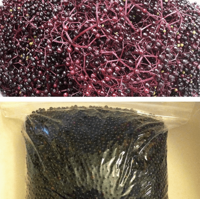 We grow three different varieties of elderberries that produce more fruit each year. This was one night's harvest in summer 2014 (6 pounds). A few ounces of processed organic elderberry juice will cost you about $20 at a health food store. Why? Three peer-reviewed studies have shown that it can prevent or treat the flu.