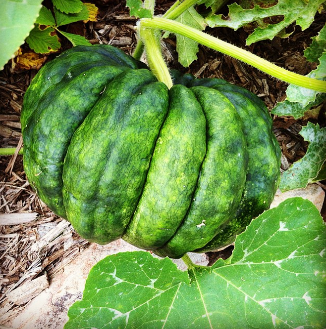 A homegrown black futsu pumpkin, a Japanese heirloom so sweet and nutty by itself, that it requires no sugar or spice when eaten.