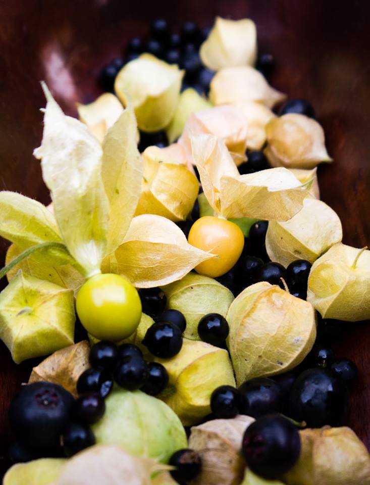 Garden huckleberries, cape gooseberries aka Incan golden berries, ground cherries, and wonderberries. Delicious heirloom fruits in the Physalis family that we grow each summer in our yard.