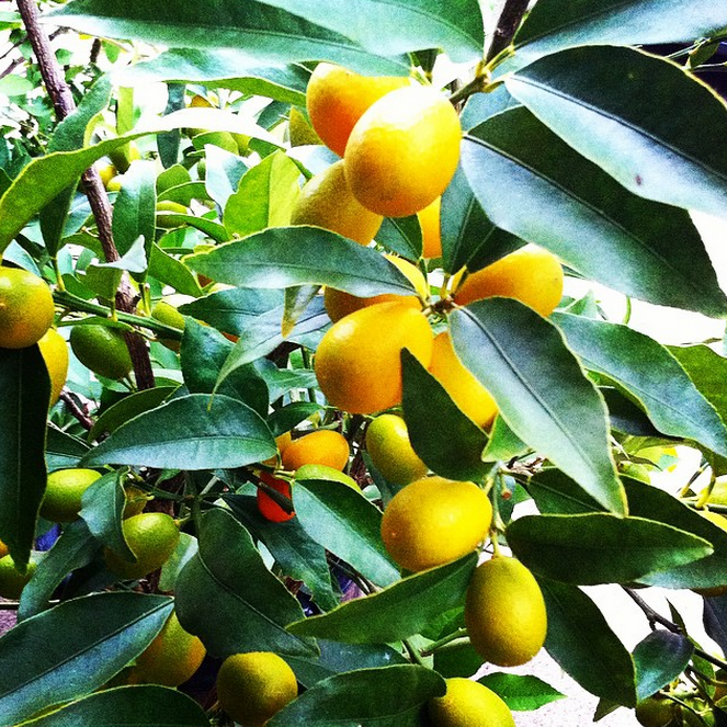 We love citrus and grow many varieties in pots that we put outdoors in the winter months, including kumquats (pictured), blood oranges, multiple varieties of meyer lemons, tangerines, calamondin orange and makrut lime.