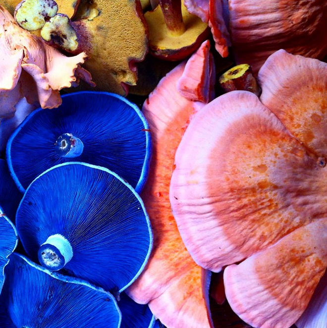 A mix of gourmet summer mushrooms: chicken of the woods, lactarius indigo, bicolor boletes and chanterelles.