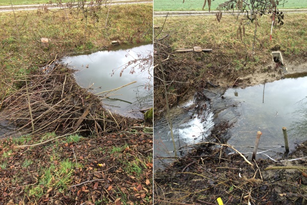 Biberdamm: Vorher - Nachher Biberdamm: Vorher - Nachher