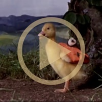 Saturnin ornitologem (česky)