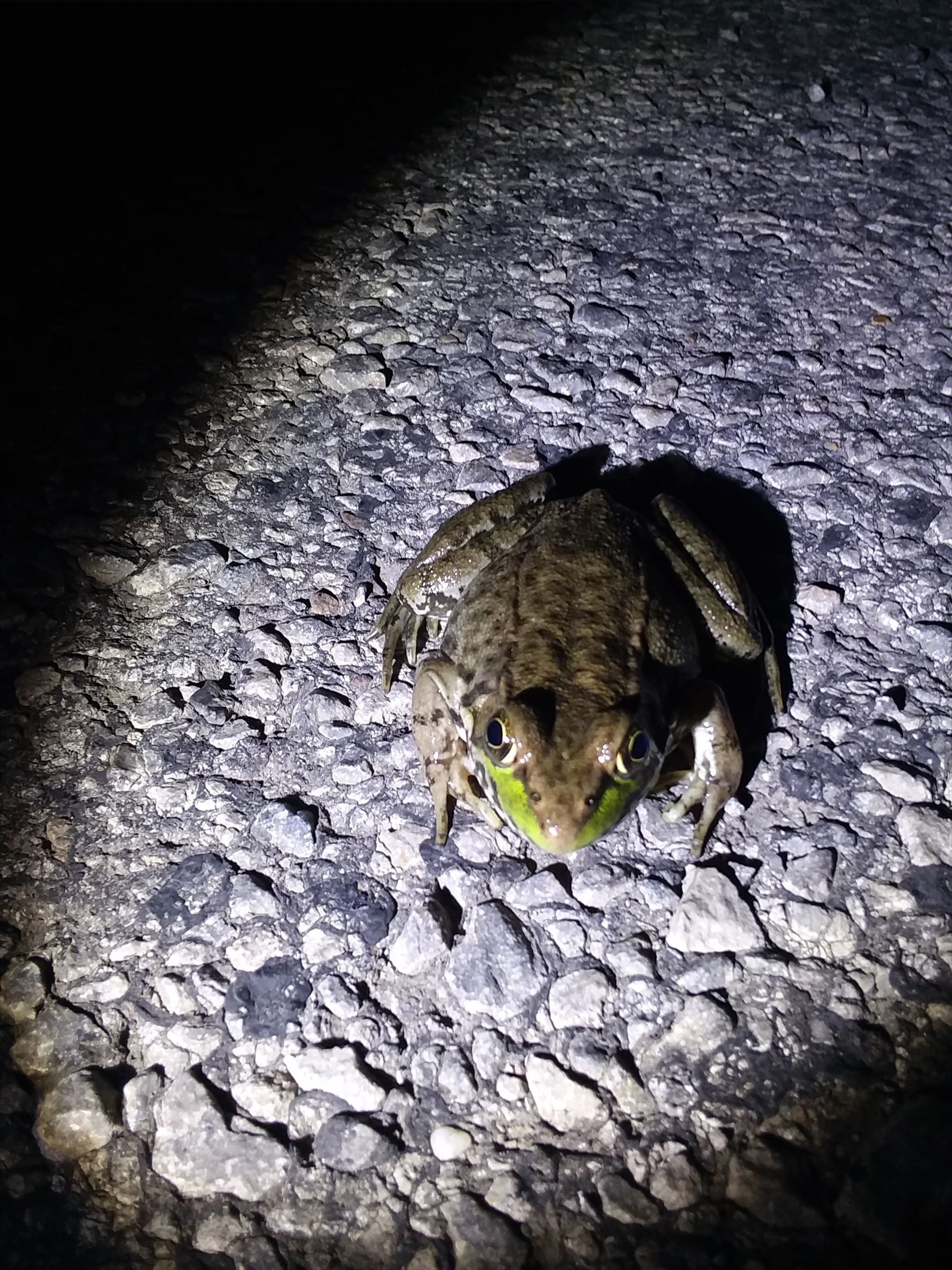 Bullfrog or green frog?