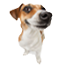 Dogs 